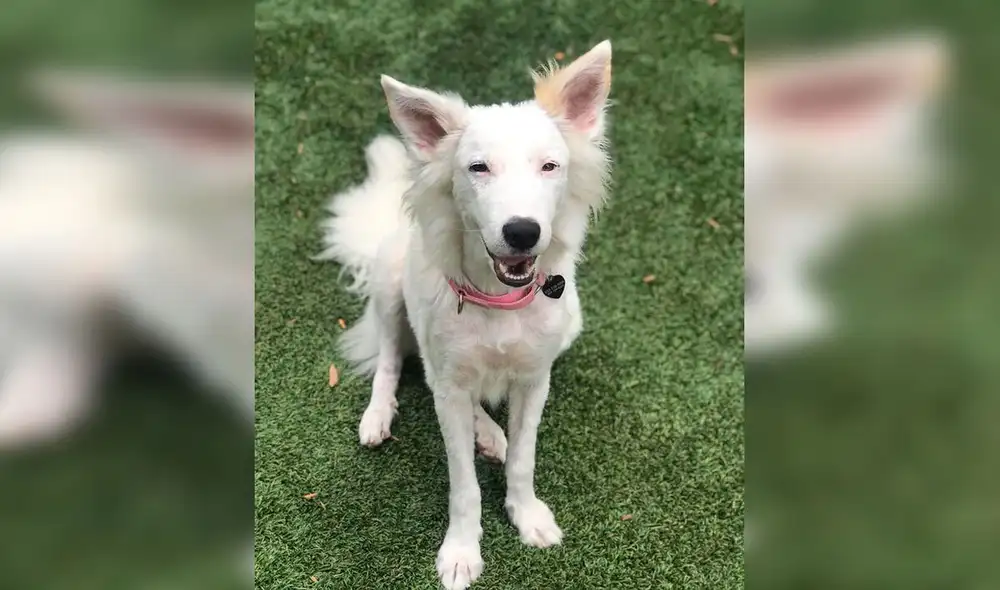 Desliza las imágenes hacia la izquierda para conocer la conmovedora historia de una perrita llamada Gardenia. Foto: The Dodo/ Referencial