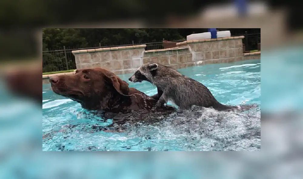 Facebook: mapache y perro nadan juntos en una piscina y enternecen las redes [VIDEO]