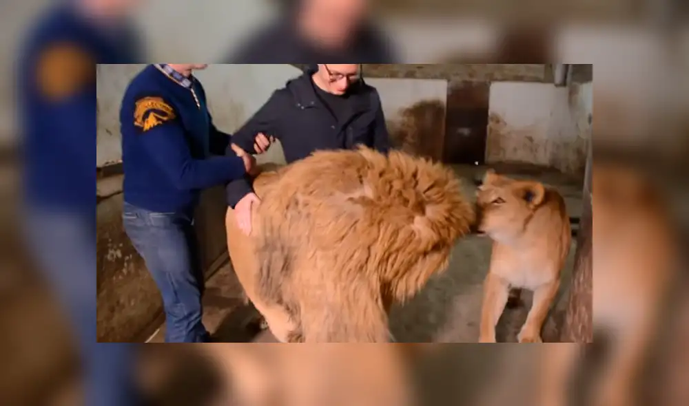 YouTube viral: leones aparecen mientras reportero entrevista a cuidador y sucede esto [VIDEO]