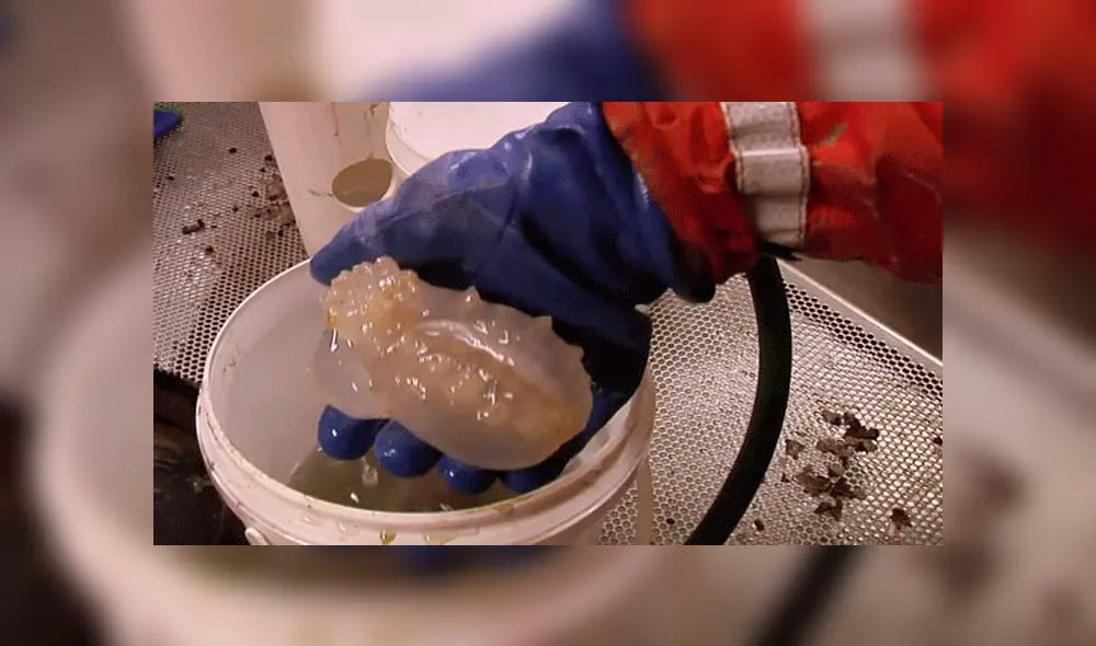 Científicos atrapan extraña criatura bajo hielo en la Antártida y su aterrador aspecto sorprende a miles [VIDEO]