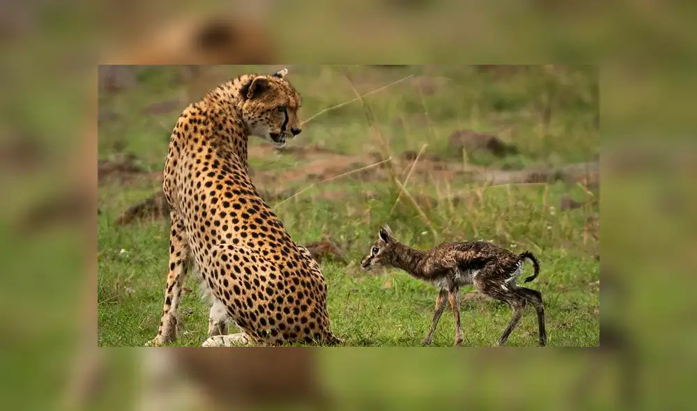 La hembra de guepardo actuó con instinto maternal al ver al antílope recién nacido. Foto: Federico Veronesi La hembra de guepardo actuó con instinto maternal al ver al antílope recién nacido. Foto: Federico Veronesi