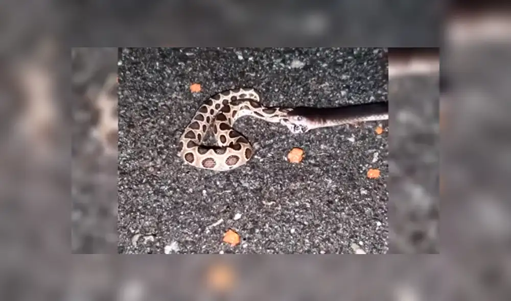 Desliza hacia la izquierda para ver el momento en que el hambriento reptil abre sus mandíbulas para devorar a otro de su misma especie. Escena es viral en YouTube.