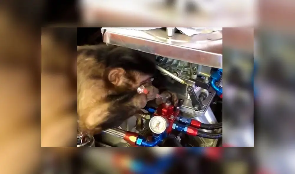 Graban a mono ‘reparando’ un auto y miles se derriten de ternura [VIDEO]