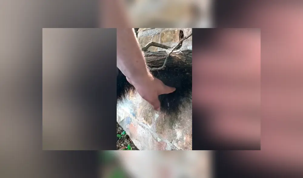 YouTube viral: cree haber encontrado una extraña criatura ‘peluda’, la agarra y queda totalmente aterrado YouTube viral: cree haber encontrado una extraña criatura ‘peluda’, la agarra y queda totalmente aterrado