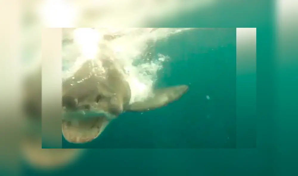 Hombre le juega una cruel broma a enorme tiburón y graba una aterradora escena [VIDEO] 
