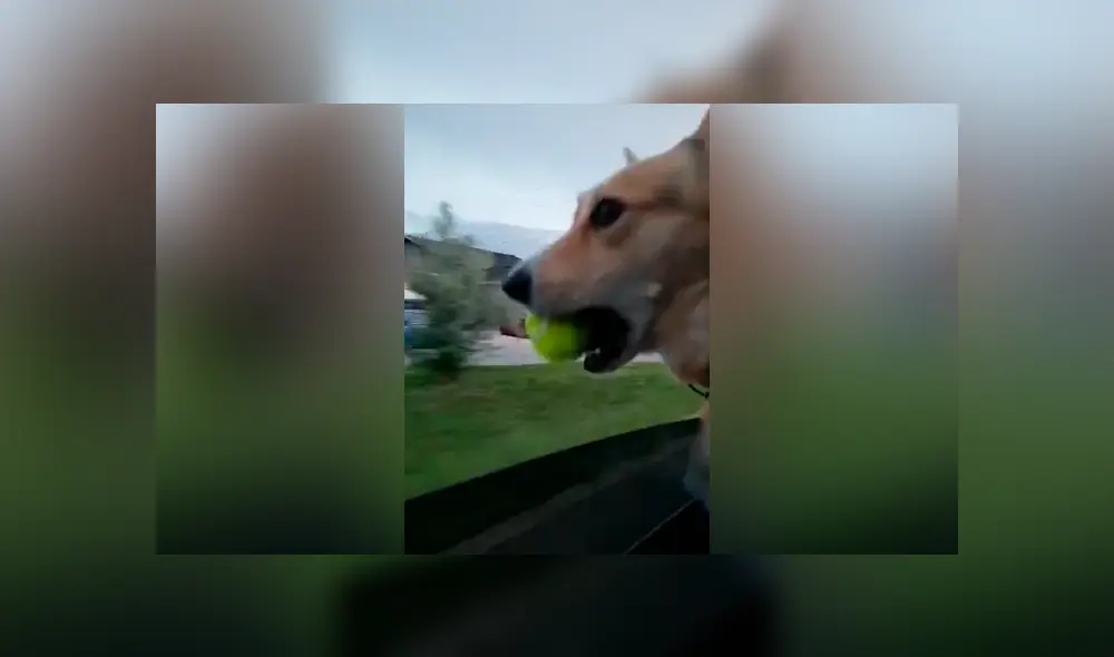 Desliza las imágenes hacia la izquierda para apreciar la emotiva reacción de un perro al perder su juguete favorito. Desliza las imágenes hacia la izquierda para apreciar la emotiva reacción de un perro al perder su juguete favorito.