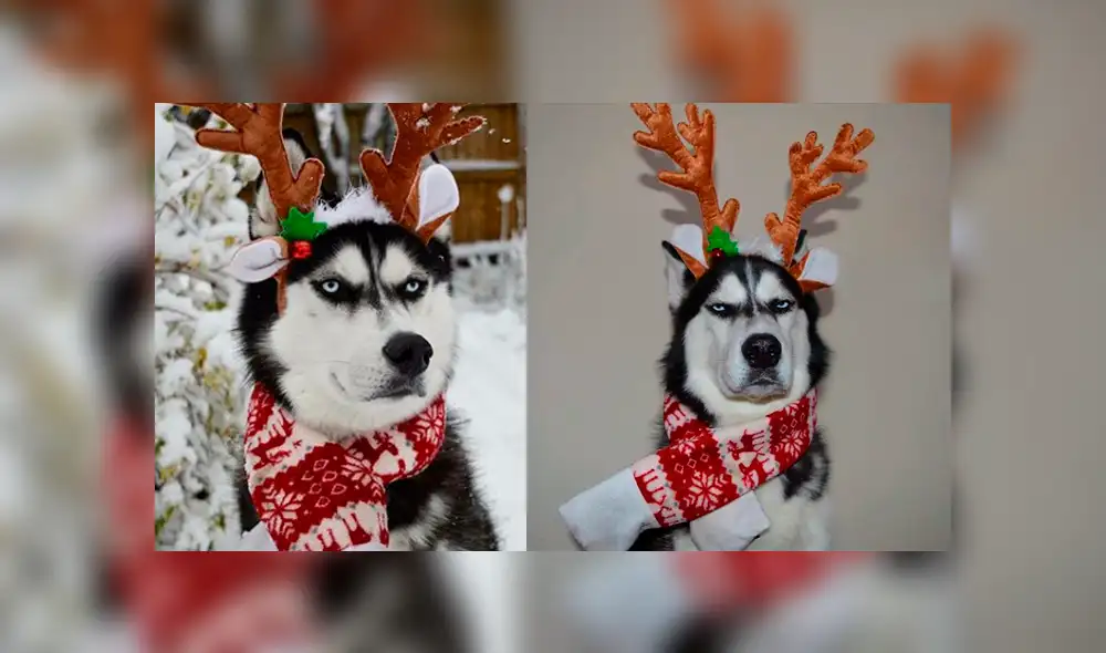 En Instagram regresó Anuko, el perro malhumorado que odia la Navidad [FOTOS]