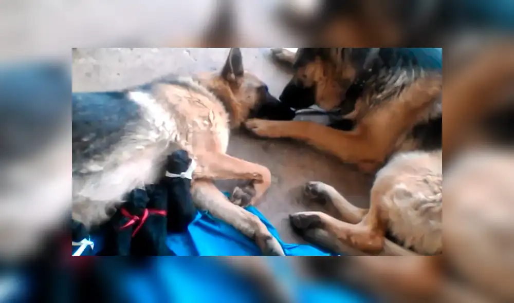 Facebook viral: perro felicita a su pareja por dar a luz a crías, pero detalle lo deja mal [VIDEO]