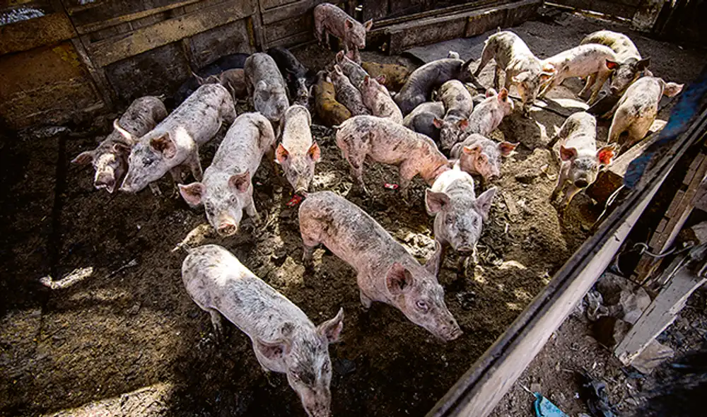 criadero chanchos coronavirus covid-19 cerdos pobreza
