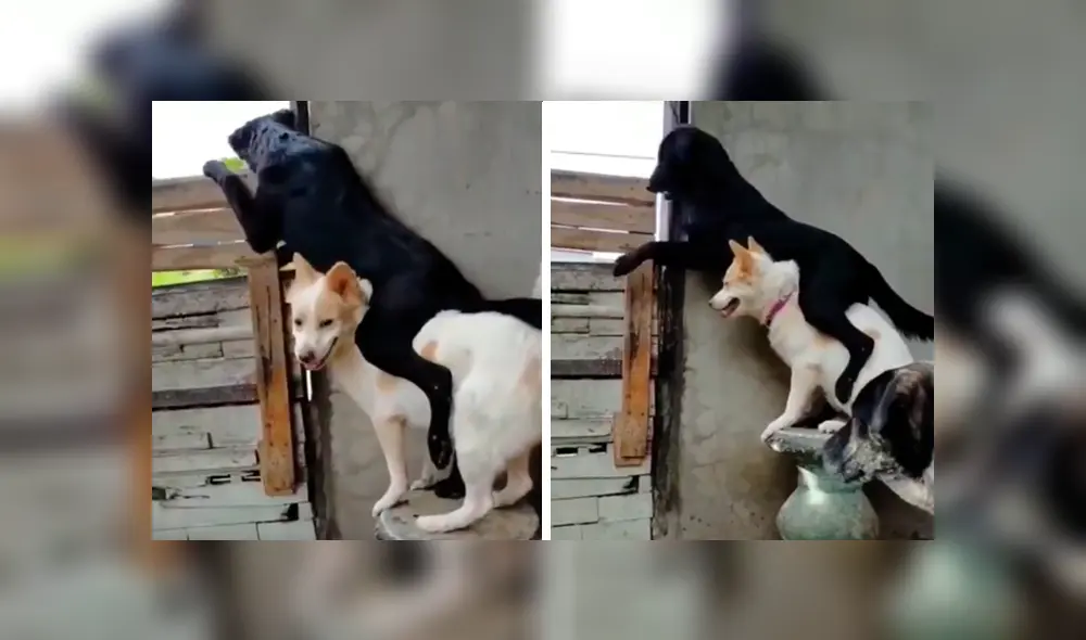 En Facebook, un perro ayudó a su compañero al cargarlo en su lomo para que este pueda apreciar a su pareja. En Facebook, un perro ayudó a su compañero al cargarlo en su lomo para que este pueda apreciar a su pareja.