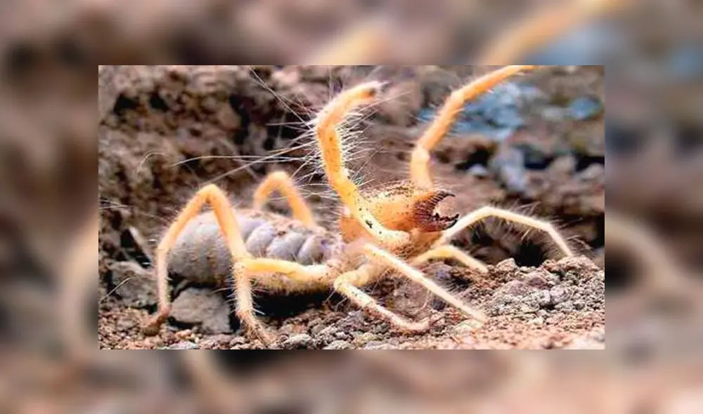 Especie fue descubierta muy cerca de la localidad de Santiago del Estero. Foto: Conicet Especie fue descubierta muy cerca de la localidad de Santiago del Estero. Foto: Conicet