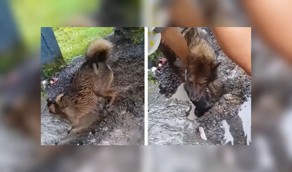 Desliza las imágenes hacia la izquierda para apreciar la valiente acción de una perrita para rescatar a su cría. Foto: Captura.