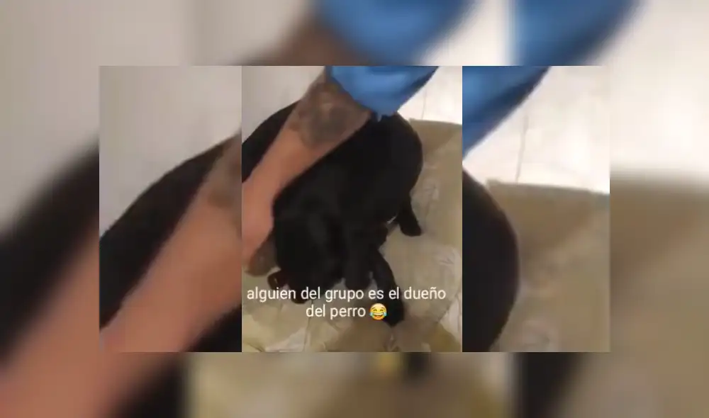 Video es viral en TikTok. Mujer le ordenó que cuidara la bebida y este le obedeció con una singular conducta que sorprendió a los invitados. Fotocaptura: TikTok Video es viral en TikTok. Mujer le ordenó que cuidara la bebida y este le obedeció con una singular conducta que sorprendió a los invitados. Fotocaptura: TikTok
