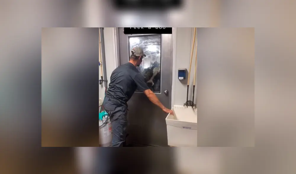 Facebook: La curiosa reacción de una vaca que ve a hombre escondido detrás de una puerta [VIDEO]