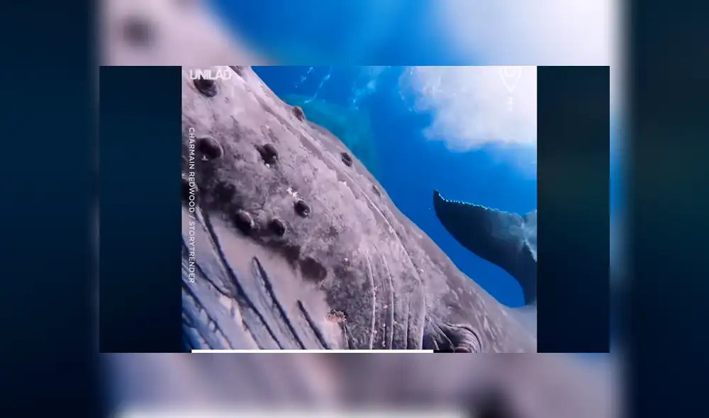 Un video viral de Facebook muestra el momento en que un grupo de turistas nadan al lado de gigantescas ballenas jorobadas en Estados Unidos. Un video viral de Facebook muestra el momento en que un grupo de turistas nadan al lado de gigantescas ballenas jorobadas en Estados Unidos.