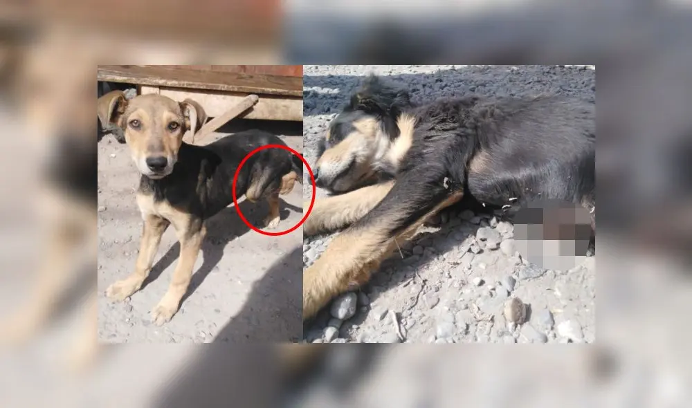 Perritos fueron trasladados a la veterinaria más cercana para recibir ser atendidos.
