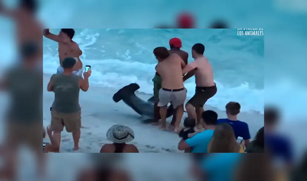 Desliza para ver el rescate de este enorme tiburón que sorprendió a todos en YouTube. Foto: Captura. Desliza para ver el rescate de este enorme tiburón que sorprendió a todos en YouTube. Foto: Captura.