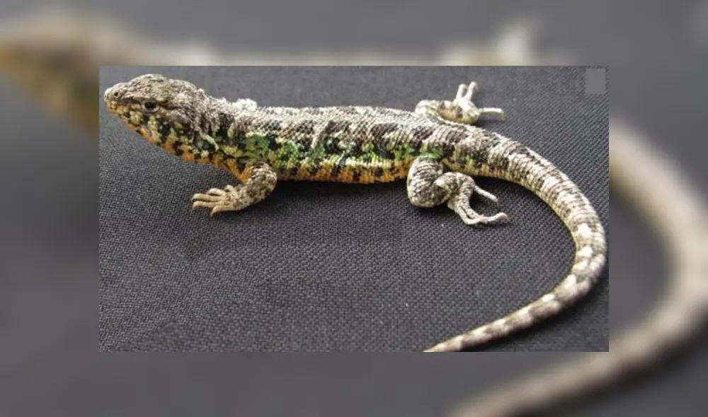 Lagartija posee escamas verdes y turquesas en los flancos del cuerpo rodeadas de escamas amarillas y negras. (Foto: Difusión) Lagartija posee escamas verdes y turquesas en los flancos del cuerpo rodeadas de escamas amarillas y negras. (Foto: Difusión)