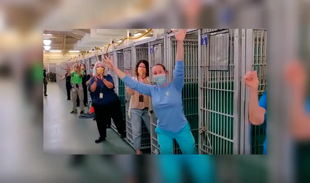 Desliza las imágenes para apreciar la conmovedora celebración de los trabajadores al enterarse sobre la adopción de los animales. Desliza las imágenes para apreciar la conmovedora celebración de los trabajadores al enterarse sobre la adopción de los animales.