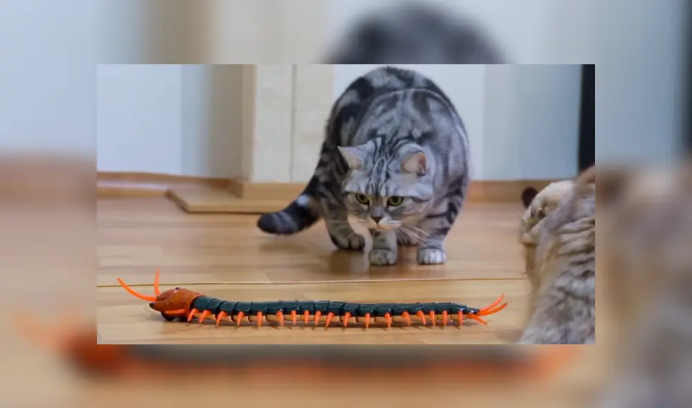 La extraña actitud de los gatos al ver al ciempiés divirtió a miles de usuarios. Foto: captura. La extraña actitud de los gatos al ver al ciempiés divirtió a miles de usuarios. Foto: captura.