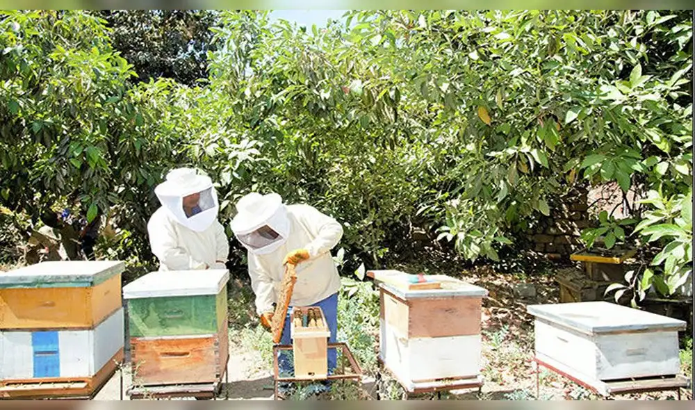 Impulsan producción de miel de abeja en Bosques Secos de Lambayeque