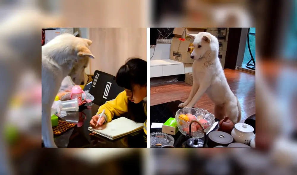 Desliza las imágenes hacia la izquierda para conocer el comportamiento de un perro para vigilar a su dueña. Foto: Captura.
