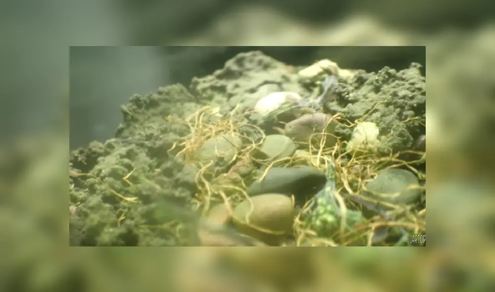 Desliza las imágenes para ver más detalles sobre este increíble experimento. (Foto: captura/Jartopia)