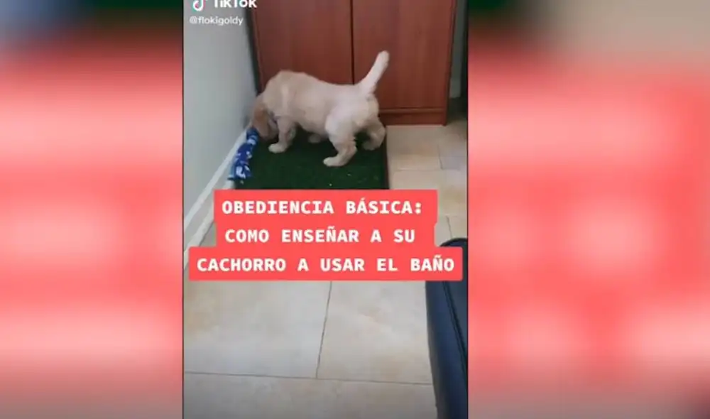 Con apenas cuatro pasos, el perro podrá aprender dónde orinar en tan sol una semana. Foto: Captura/TikTok/@flokigoldy