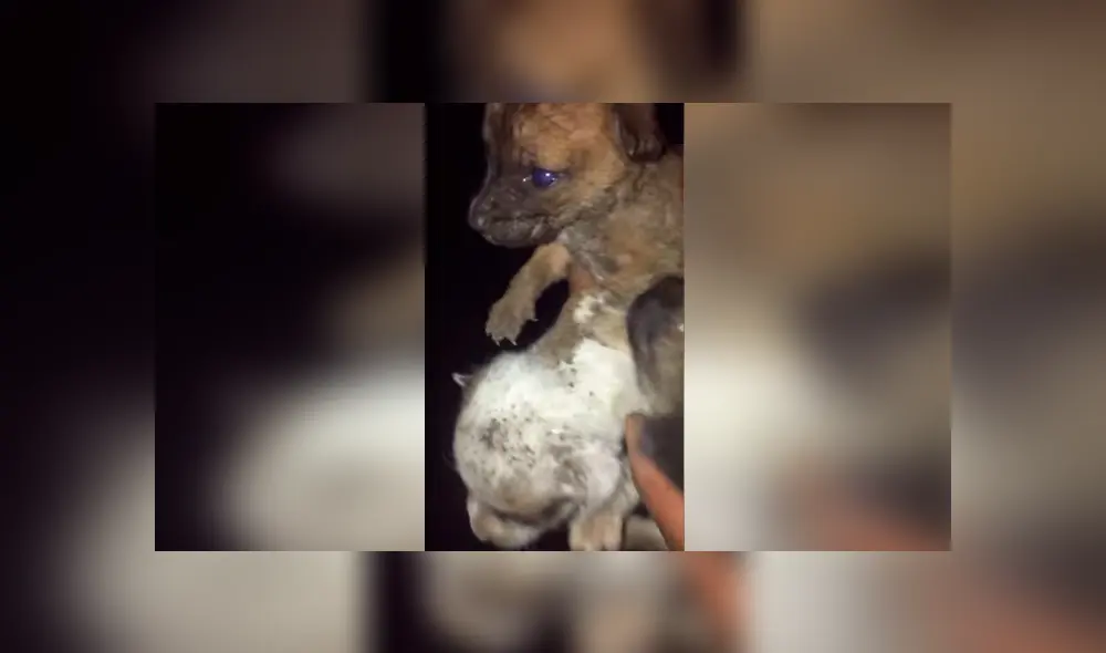 Desliza las imágenes hacia la izquierda para conocer el rescate de tres pequeños perros enterrados vivos.