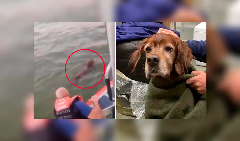 El rescate del perro que se encontraba flotando en alta mar fue capturado en un video de Facebook por sus rescatistas. El rescate del perro que se encontraba flotando en alta mar fue capturado en un video de Facebook por sus rescatistas.