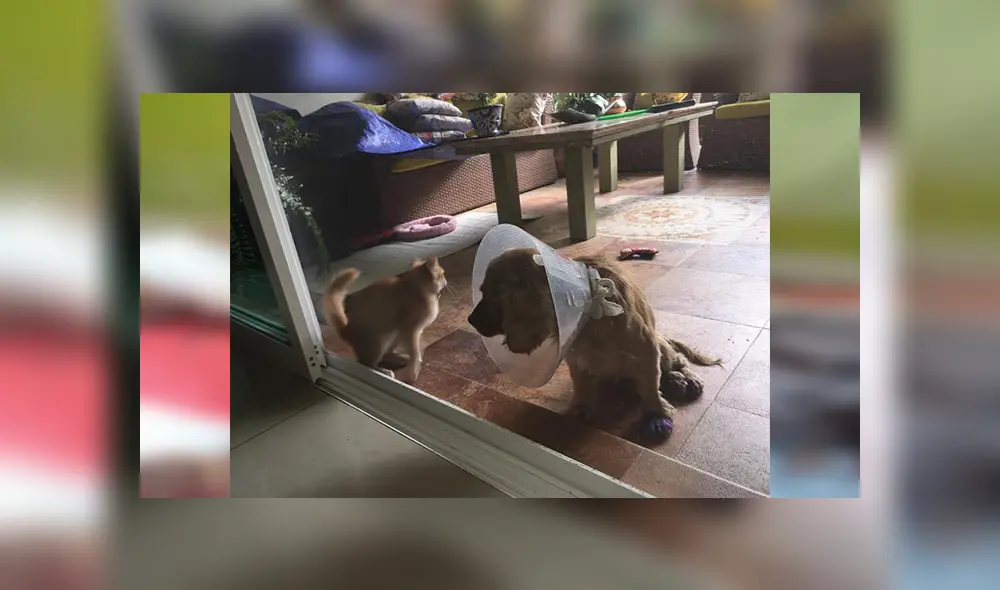 En Facebook, una mujer encontró a un perro en lamentables condiciones tras ser atropellado. En Facebook, una mujer encontró a un perro en lamentables condiciones tras ser atropellado.