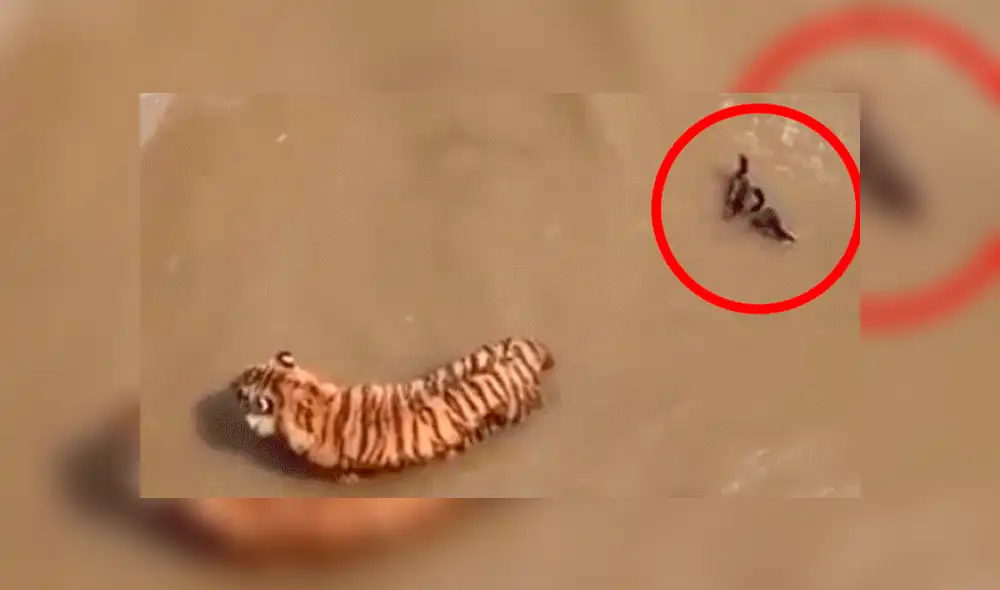 Facebook viral: Patos se burlan cruelmente de un feroz tigre, que entró a su hogar para devorarlos [VIDEO] 