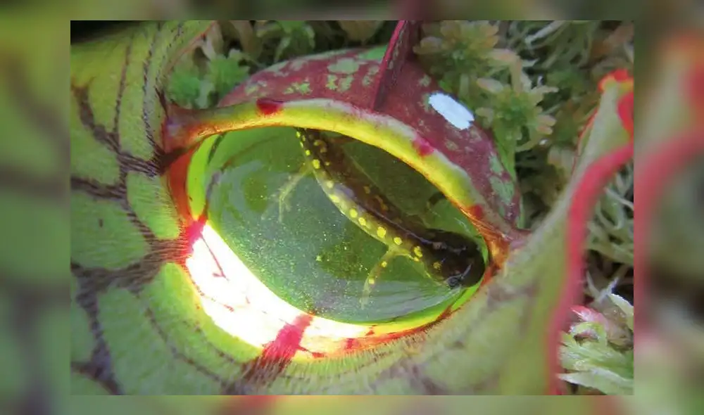 Descubren plantas carnívoras devorando anfibios [VIDEO]
