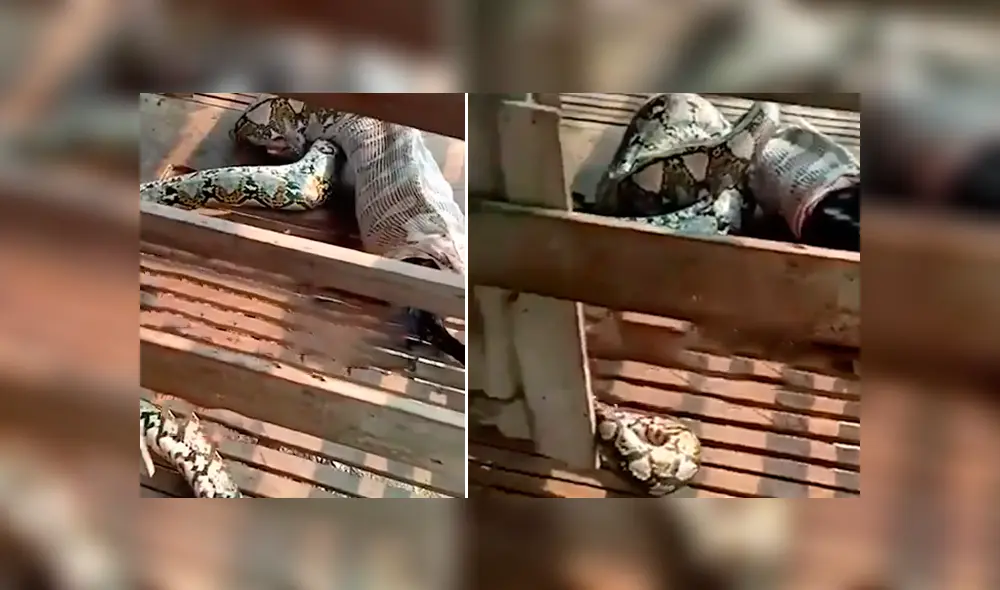 Un video viral de YouTube muestra el preciso instante en que una serpiente pitón regurgita a enorme cabra.
