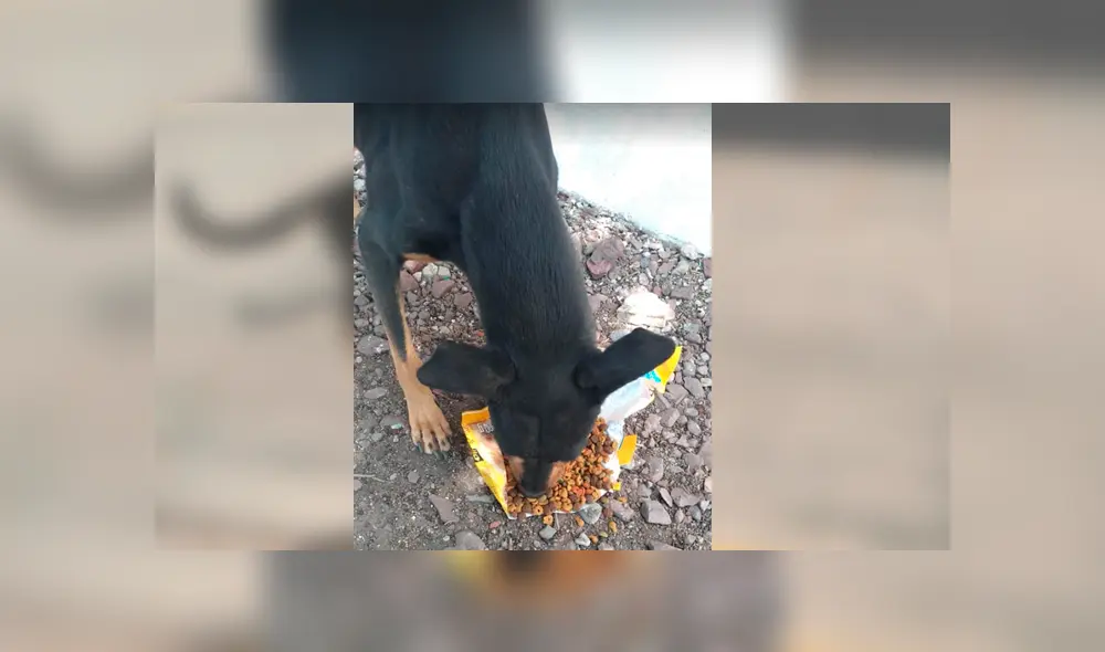 Usuarios de Facebook aplaudieron el noble gesto del joven tras comprar comida para llevarle a un perro callejero Usuarios de Facebook aplaudieron el noble gesto del joven tras comprar comida para llevarle a un perro callejero