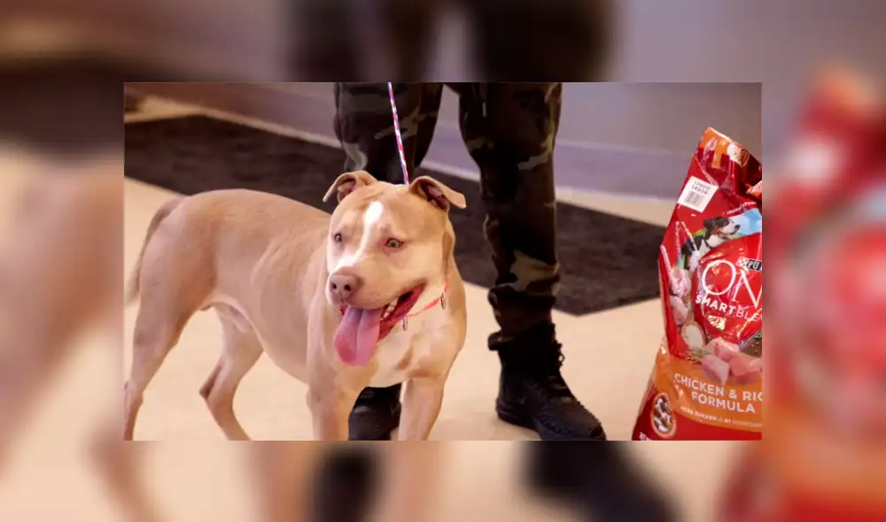 Perro salva de morir tras consumir una bolsa repleta de droga lanzada al patio de su casa [VIDEO] 