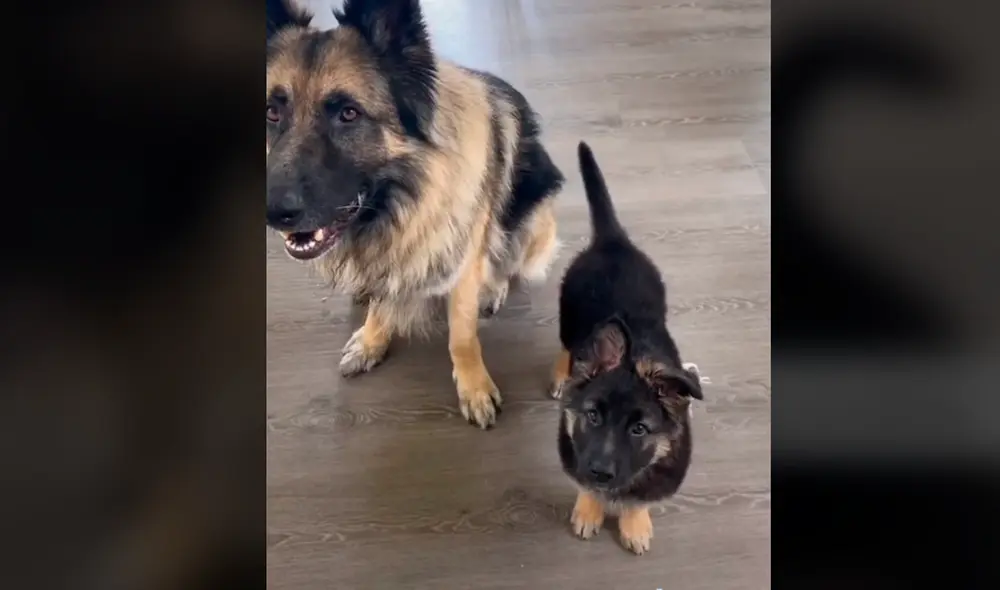El cachorro pudo imitar a su hermano mayor y logró sentarse. Foto: stormi_loves_wolfie / TikTok
