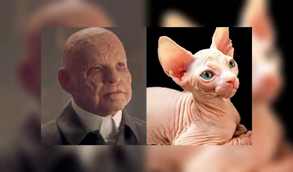 Así se verían los personajes de Dark si fueran gatitos. (Foto: Captura - Twitter: @NetflixLAT)