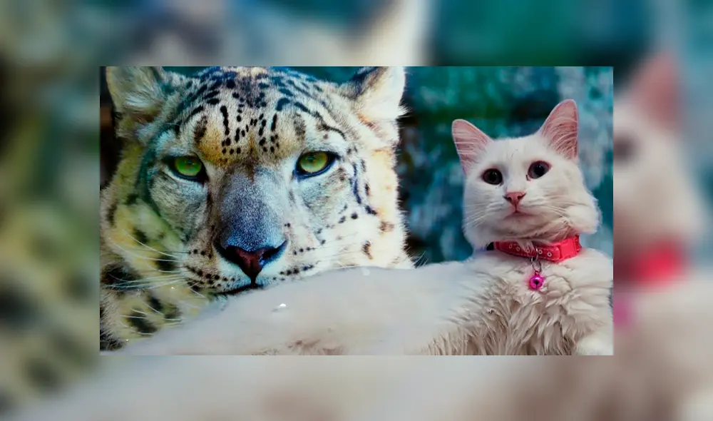 Desliza hacia la izquierda para ver las imágenes del viral de YouTube que revela por qué lo felinos le temen al agua. Desliza hacia la izquierda para ver las imágenes del viral de YouTube que revela por qué lo felinos le temen al agua.