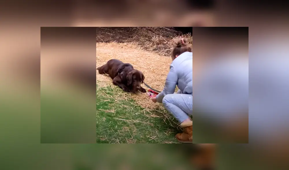 El can no sabía cómo jugar y le gustaba permanecer acostado casi siempre. Foto: Facebook