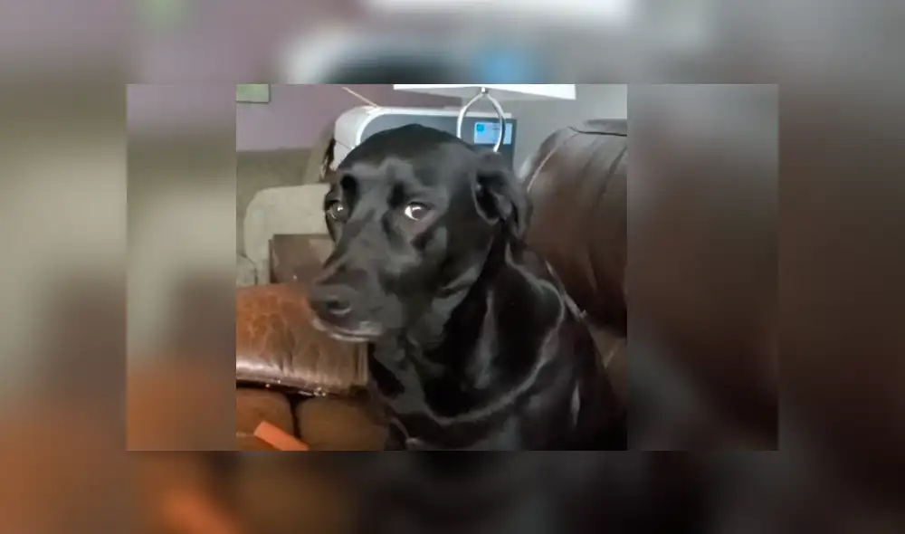 Youtube viral: Perro cumpleañero se une al canto de su dueña y conmueve a las redes [VIDEO]