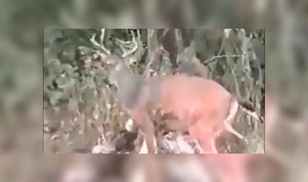 Facebook viral: graban a venado dando paliza a cazador que intentó matarlo [VIDEO]