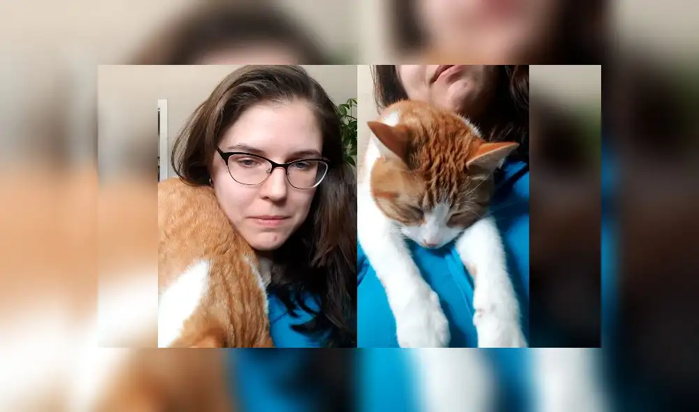 Desliza las imágenes para ver el momento exacto en que este curioso gato se durmió por intentar acompañar a su dueña. Foto: ViralHog