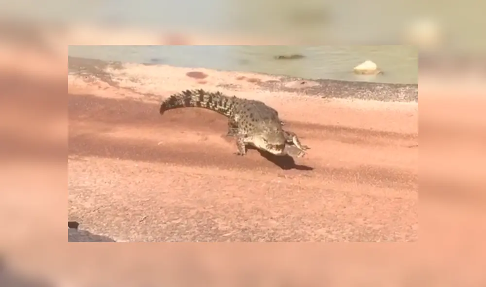 Los pescadores terminaron aterrados tras ver al depredador acercárse demasiado a ellos. Foto: captura Los pescadores terminaron aterrados tras ver al depredador acercárse demasiado a ellos. Foto: captura