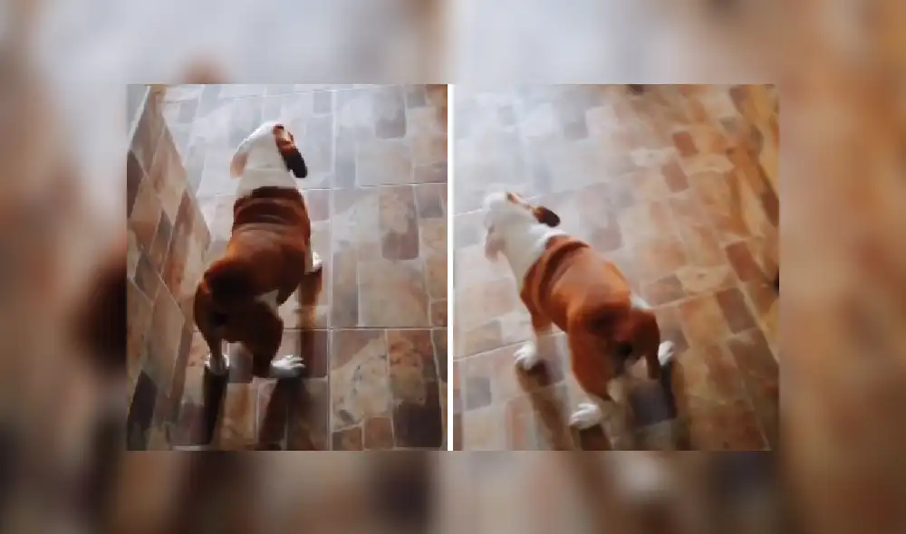 Desliza las imágenes para ver más detalles de esta divertida escena que es viral en TikTok. Desliza las imágenes para ver más detalles de esta divertida escena que es viral en TikTok.