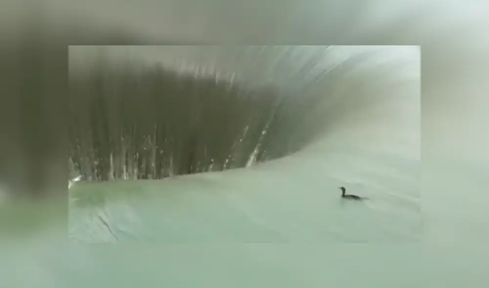 Facebook viral: ave es tragado por gigantesco pozo de agua y sobrevive a la caída [VIDEO]