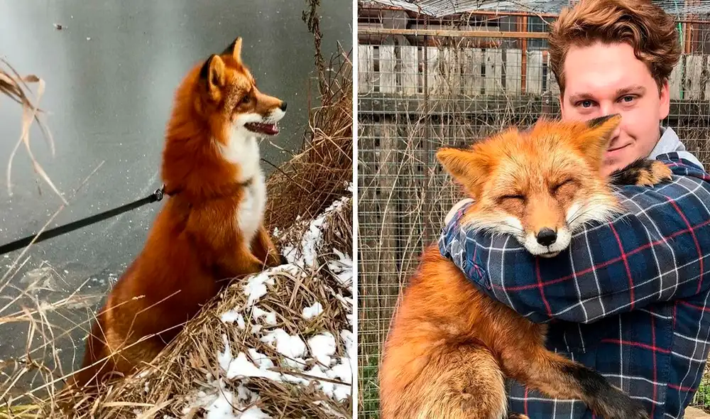 Desliza las imágenes para ver el rotundo cambio de vida de un zorro que iba a ser sacrificado para convertirse en abrigo. Foto: Facebook Desliza las imágenes para ver el rotundo cambio de vida de un zorro que iba a ser sacrificado para convertirse en abrigo. Foto: Facebook