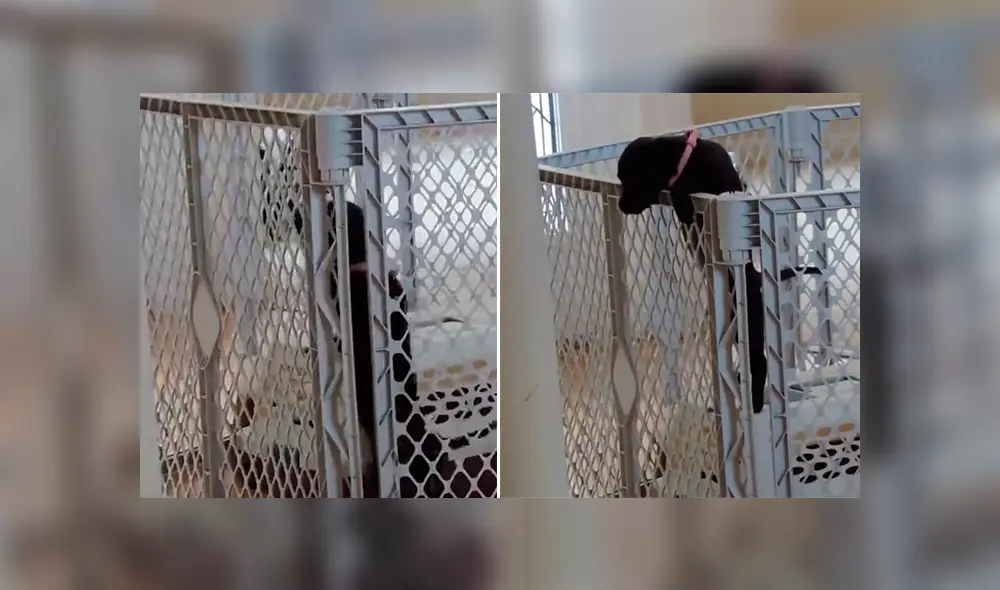 Desliza para ver los momentos más importantes del tierno video que se hizo viral en YouTube. Desliza para ver los momentos más importantes del tierno video que se hizo viral en YouTube.