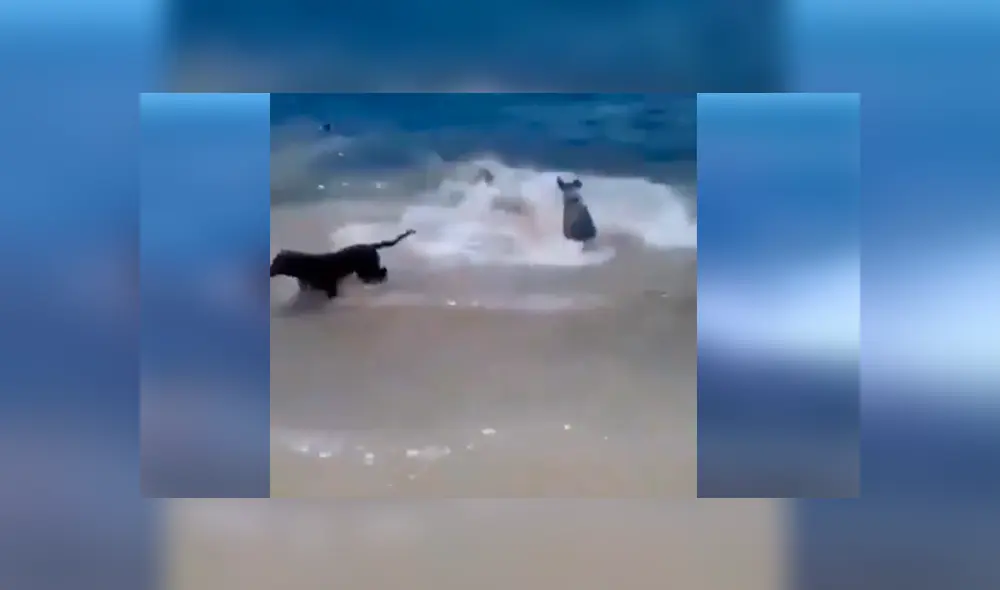 Facebook viral: Feroz tiburón ataca a perro y sus amigos van a su rescate 
