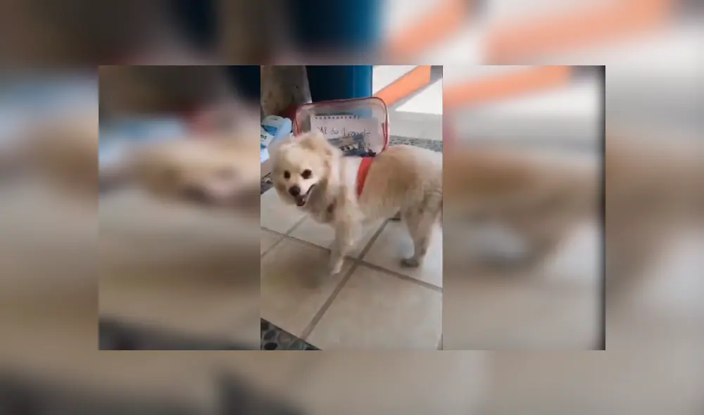 Desliza las imágenes hacia la izquierda para apreciar la conmovedora acción de un perro al obedecer a su dueña.